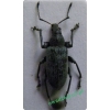 Phyllobius pomaceus Gyllenhal, 1834 Naliściak pokrzywiak
